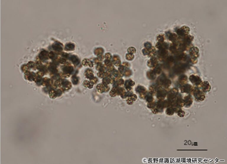 湖面を緑色に変える「アオコ」とは？ – 長野県諏訪湖環境研究センター