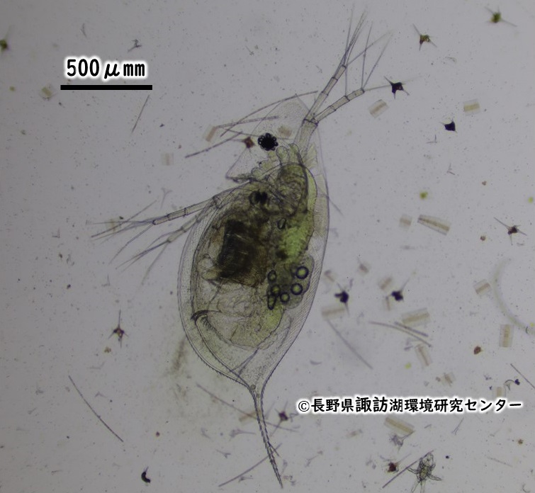 カブトミジンコ