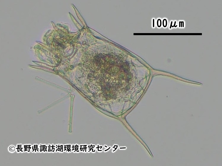 コシブトカメノコウワムシ