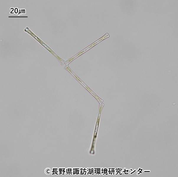 2024年度の諏訪湖の植物プランクトン調査結果がまとまりました